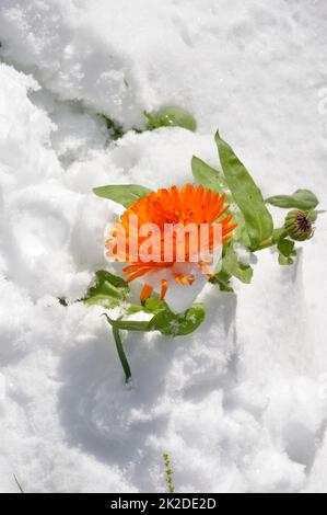 Ringelblume unter dem Schnee in der Bretagne Stockfoto