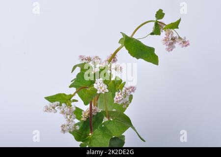 Buchweizen blüht auf weißem Hintergrund Stockfoto