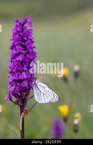 Schwarz-geäderter weißer Schmetterling, Aporia crataegi und Heath Spotted Orchid oder Moorland Spotted Orchid (Dactylorhiza maculata) Stockfoto