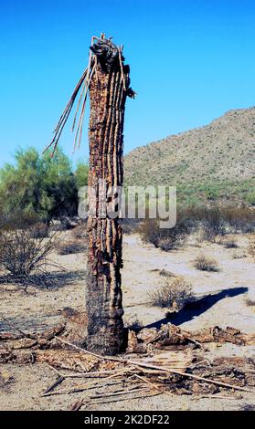 Toter saguaro-Kaktus Stockfoto