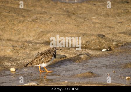 Die Arenaria-Interpres. Stockfoto