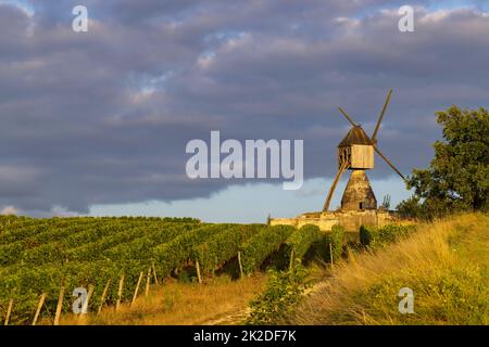 Windmühle von La Tranchee und Weinberg in der Nähe von Montsoreau, Pays de la Loire, Frankreich Stockfoto