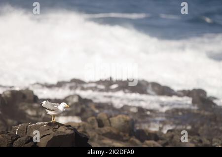 Gelbbeinmöwe Larus michahellis atlantis. Stockfoto