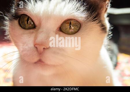 Der Maulkorb einer süßen weißen Katze mit einem neugierigen Blick, Nahaufnahme Stockfoto