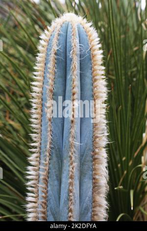 Cactus pilosocereus pachycladus Stockfoto