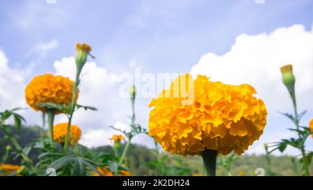 Ringelblume, helle Farben, beliebt bei Schnittblumen und in buddhistischen Aktivitäten verwendet Stockfoto