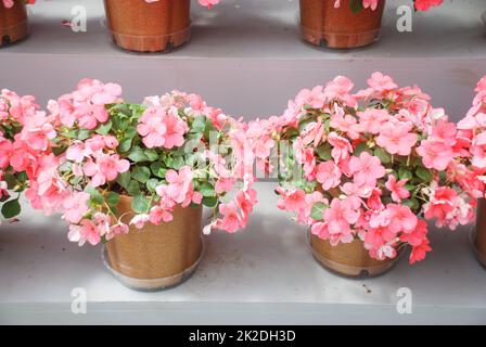 impatiens in Topf, wissenschaftlicher Name Impatiens Walleriana Blumen auch als Balsam bezeichnet, Blumenbeet der Blüten Stockfoto