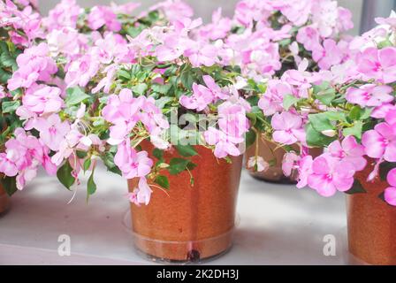 impatiens in Topf, wissenschaftlicher Name Impatiens Walleriana Blumen auch als Balsam bezeichnet, Blumenbeet der Blüten Stockfoto