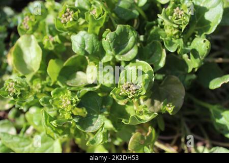 Kräutergras mit Knospen im Garten Stockfoto