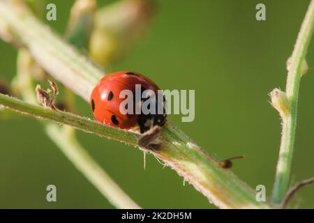 Marienkäfer auf dem Baum wird als Skarabäus klassifiziert Wirbellose Es gibt viele Arten und Farben. Stockfoto