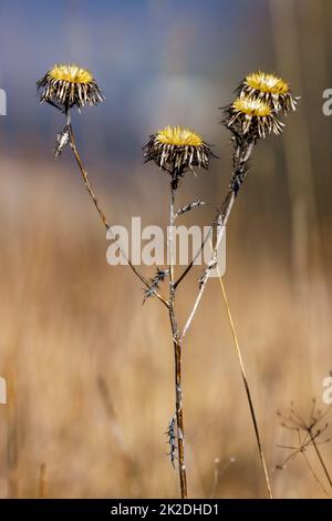 Die Köpfe einer Sau Distel Stockfoto