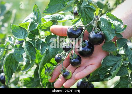 Schwarze Tomaten auf einem Zweig in den Garten. Indigo rose Tomaten Stockfoto