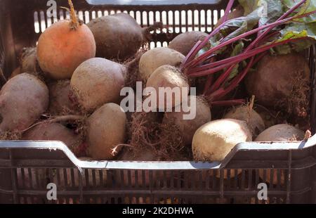 Frische rote Beete in Feld geerntet. Organische Rüben zum Verkauf bereit Stockfoto