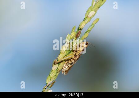 Kleine Heuschrecken auf der Reispflanze in der Natur Stockfoto