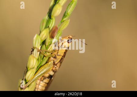 Kleine Heuschrecken auf der Reispflanze in der Natur Stockfoto