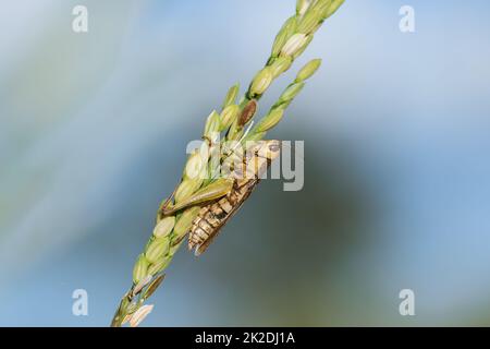 Kleine Heuschrecken auf der Reispflanze in der Natur Stockfoto