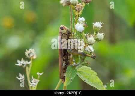 Heuschrecken auf den Blättern assimilieren mit der Natur Stockfoto