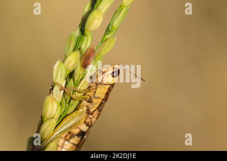 Kleine Heuschrecken auf der Reispflanze in der Natur Stockfoto