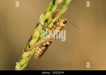 Kleine Heuschrecken auf der Reispflanze in der Natur Stockfoto