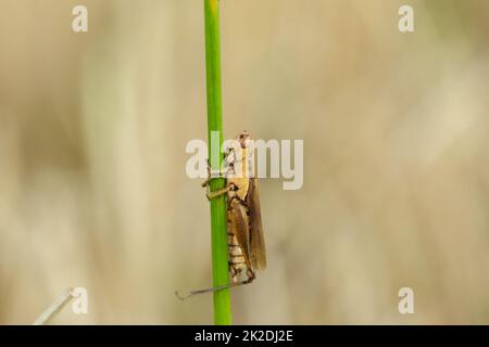 Kleine Heuschrecken auf der Reispflanze in der Natur Stockfoto