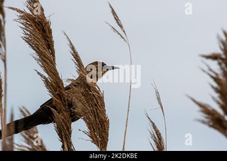 Weiblicher Boat-Tailed Grackle (Quiscalus Major) auf Beach Grass in Suffolk County, Long Island, New York Stockfoto