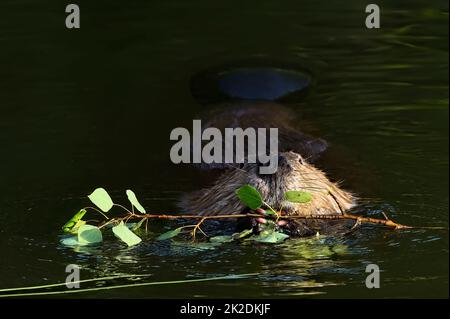 Ein wilder kanadischer Biber 'Castor canadensis', der sich auf einigen Espenzweigen ernährt, während er in seinem ruhigen Biberteich schwimmt. Stockfoto