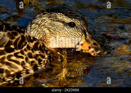 Nahaufnahme einer mallardennen Ente „Anas platyrhynchos“, die in einem sommerlichen Feuchtgebiet im ländlichen Alberta, Kanada, auf Nahrungssuche geht. Stockfoto