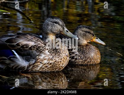 Ein Paar Mallard-Enten „Anas platyrhynchos“, die sich in einem Sommer-Feuchtgebiet im ländlichen Alberta, Kanada, ausruhen. Stockfoto