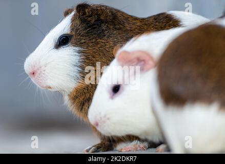 Drei Meerschweinchen, die in einer Ecke ruhen Stockfoto