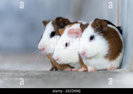 Drei Meerschweinchen, die in einer Ecke ruhen Stockfoto