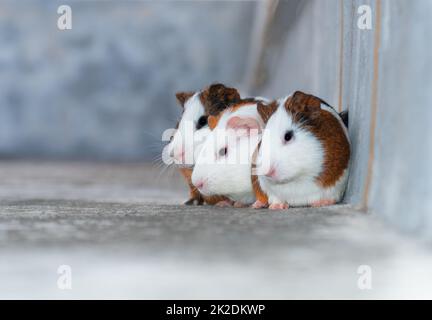 Drei Meerschweinchen, die in einer Ecke ruhen Stockfoto