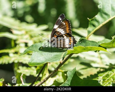 American White Admiral Butterfly, Limenitis arthemis, ruht auf einem Blatt im Fish Hatchery Trail County Park, Hayward, Wisconsin. Stockfoto