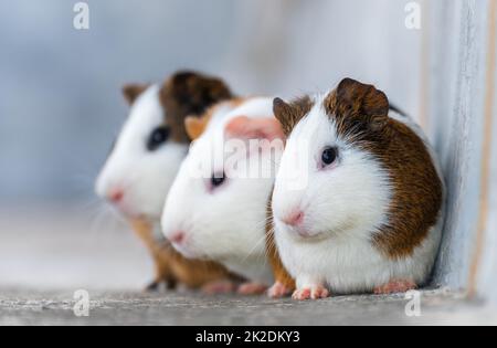 Drei Meerschweinchen, die in einer Ecke ruhen Stockfoto