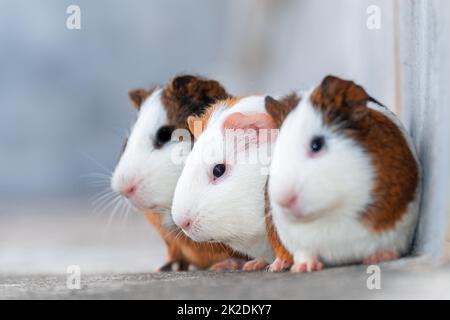 Drei Meerschweinchen, die in einer Ecke ruhen Stockfoto