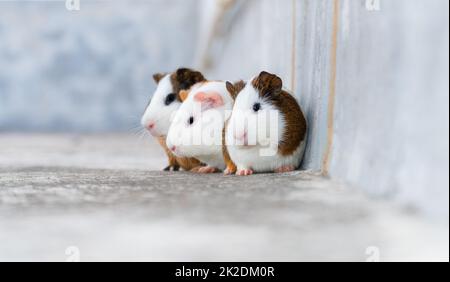 Drei Meerschweinchen, die in einer Ecke ruhen Stockfoto