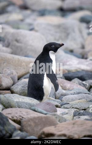 Adelie Pinguin steht auf Schindel im Profil Stockfoto