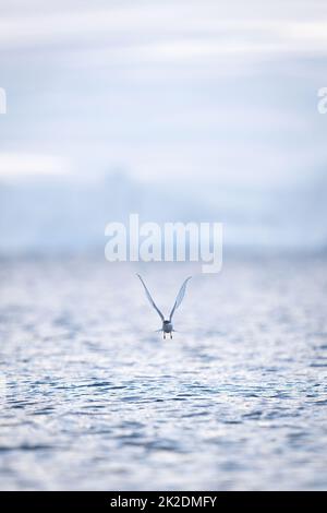 Antarktische Seeschwalbe nähert sich der Kamera mit erhobenen Flügeln Stockfoto