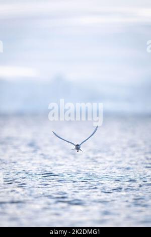 Antarktische Seeschwalbe nähert sich der Kamera mit hochgehoben Flügeln Stockfoto