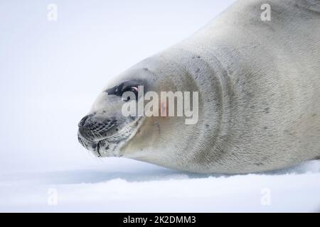 Nahaufnahme der auf Schnee liegenden Krabbenrobbe Stockfoto