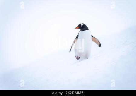 Gentoo-Pinguin überquert verschneiten Hang Wendekopf Stockfoto