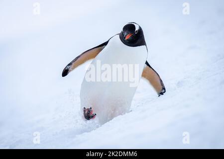 Gentoo-Pinguin überquert verschneiten Hang zur Kamera Stockfoto