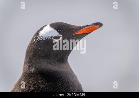 Nahaufnahme des Schnabels mit dem Kopf eines Pinguins Stockfoto