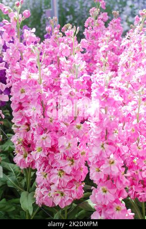 Matthiola-Incana-Blume, Blumen streicheln, Schnittblumen im Kinderzimmer, volle Blüte Stockfoto