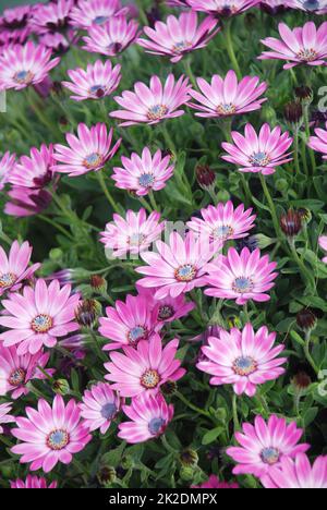 Hellviolette osteospermum- oder Dimorphotheca-Blumen, violette Blumen Stockfoto