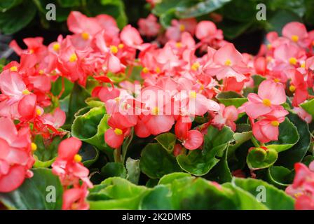 Begonien, semperflorens begonias, im Garten, getopfte Begonien Stockfoto