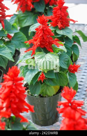 Rote Salvia Splendens, rote Blumenpflanzen in der schwarzen Schale Stockfoto