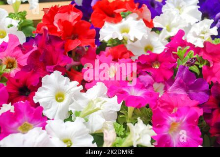 Petunia, Petunias im Tablett, Petunia im Topf Stockfoto