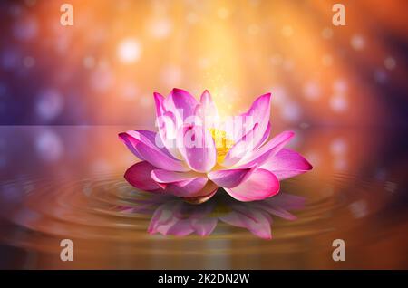 Lotus Pink Violett schwimmende Licht funkeln lila Hintergrund Stockfoto