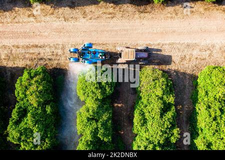 Traktor sprüht Insektizid oder Fungizid auf Orangenbäume. Ansicht von oben Stockfoto