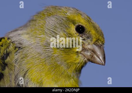 Atlantischer kanarienvogel Serinus canaria. Stockfoto